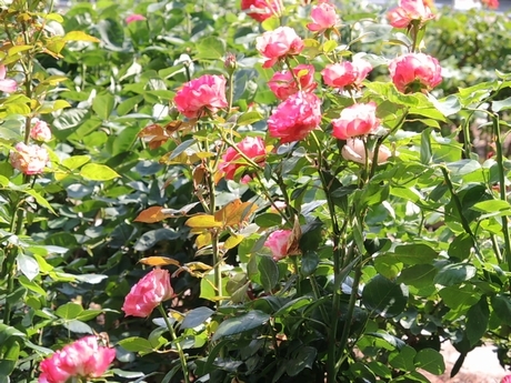 �o���F�{�P�𐶂������B������K���O