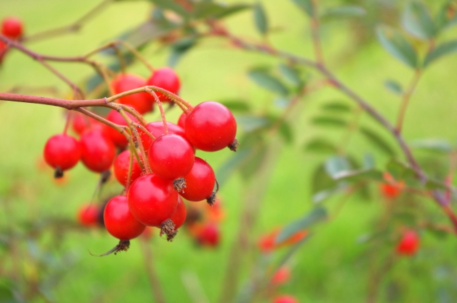 ������͂����肳����